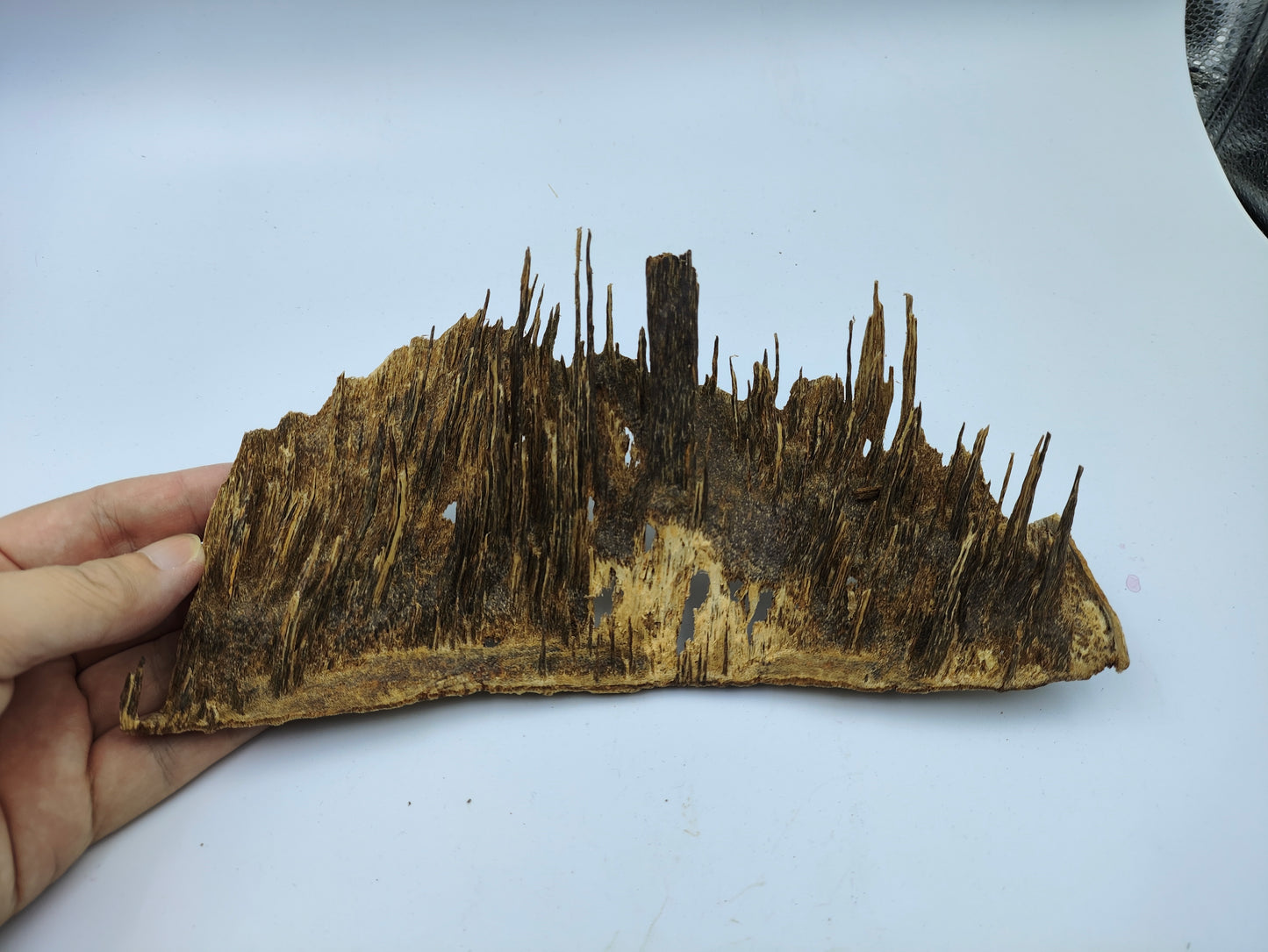 Hainan Wild Jungle Pure SuChi Oud
