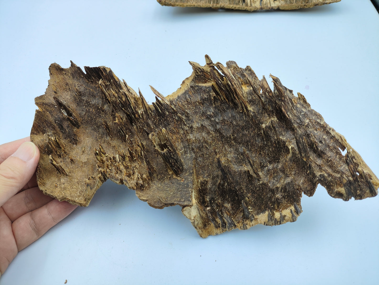 Hainan Wild Jungle Pure SuChi Oud