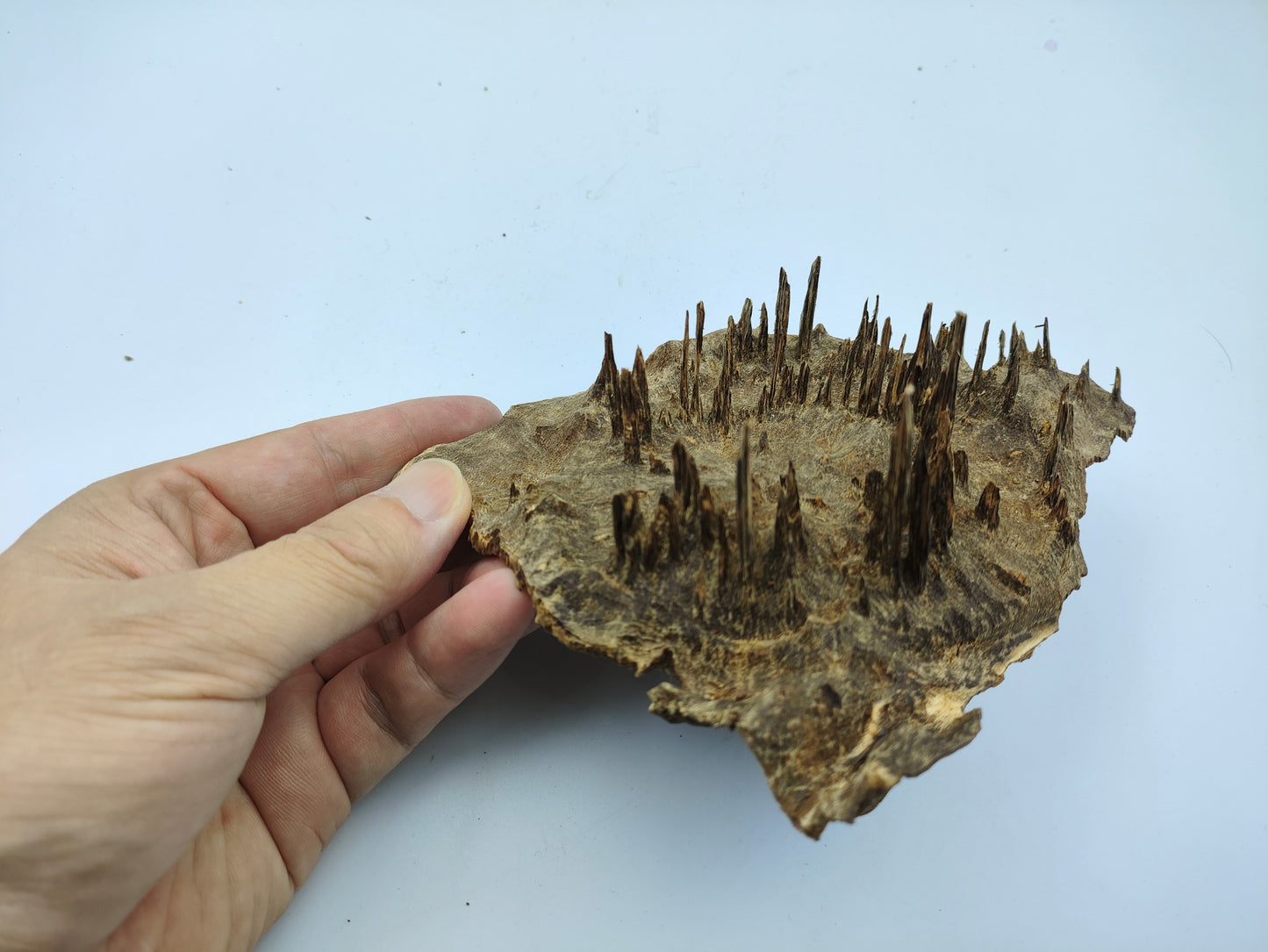 Hainan Wild Jungle Pure SuChi Oud