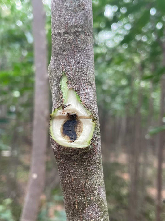 The history of Chinese oud