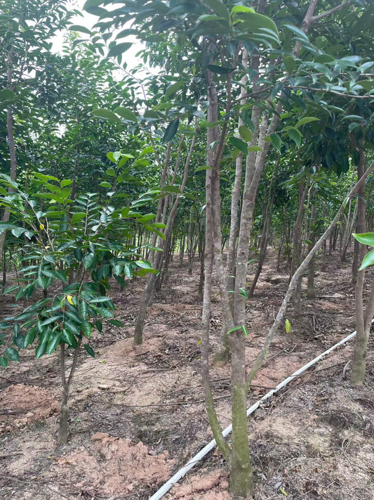 Chinese Agarwood Cultivation